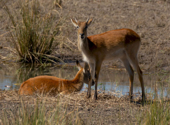 Red lechwe (Kobus leche) 