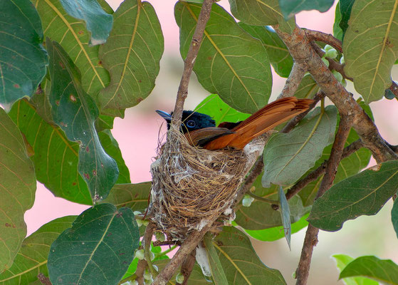Red-bellied paradise flycatcher (Terpsiphone rufiventer), female on the nest