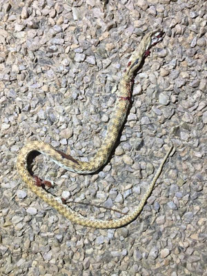 Roadkilled false cobra (Rhagerhis moilensis) 