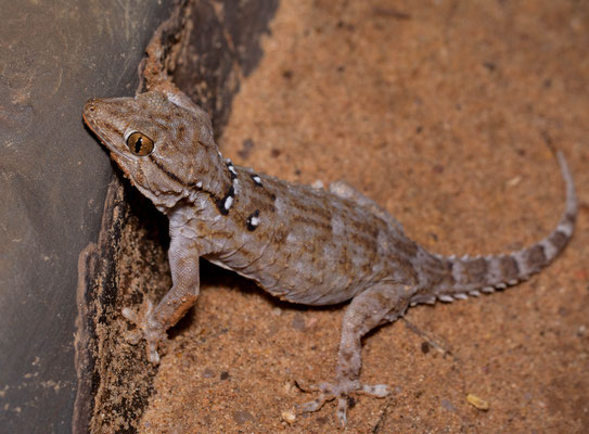 White-spotted wall gecko (Tarentola annularis)