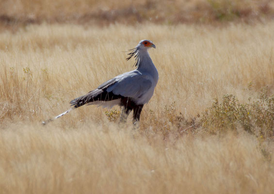 Secretarybird (Sagittarius serpentarius)