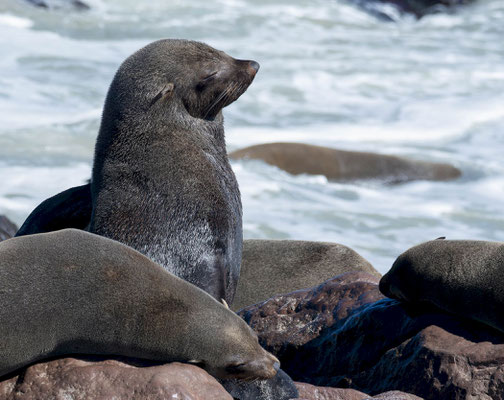 Cape fur seals (Arctocephalus pusillus)