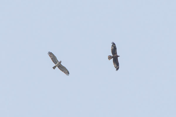 Águila perdicera (Aquila fasciata) junto a Culebrera Europea (Circaetus gallicus)