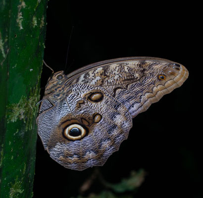 Morpho butterfly