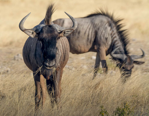 Blue wildebeest (Connochaetes taurinus)