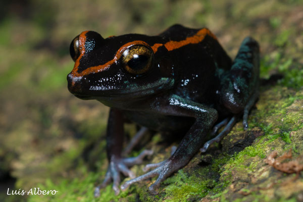 Randolph robber frog (Pristimantis gaigei), this species is an imitator of poison frogs