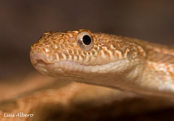 Mograbin diadem snake (Spalerosophis dolichospilus), second one