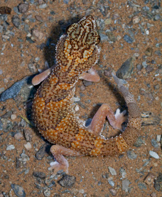 Giant Ground Gecko (Chondrodactylus angulifer)