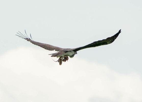 Martial eagle (Polemaetus belicosus), fliying off with its meal