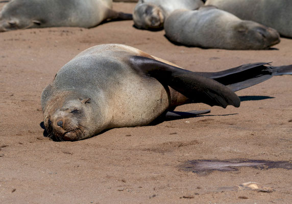 Cape fur seals (Arctocephalus pusillus)