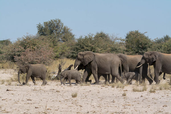 African Savanna Elephant (Loxodonta africana), herd