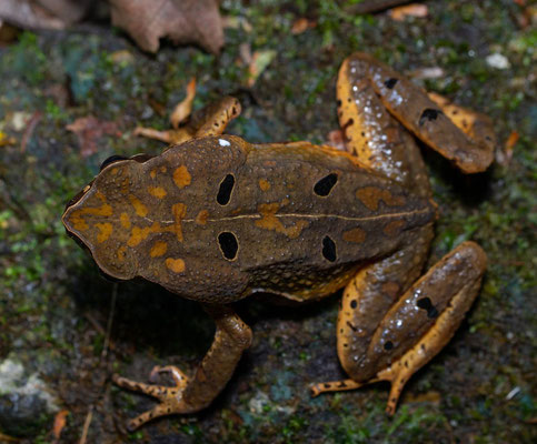 Leaf litter toad (Rhaebo haematiticus)