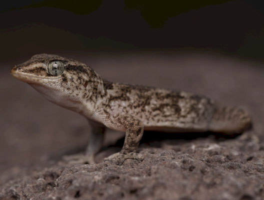 Boettger's wall gecko (Tarentola boettgeri)