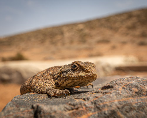 Böhme's agama (Trapelus bohemei), by Carlos