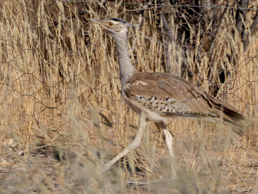 Kori bustard (Ardeotis kori)