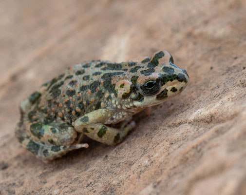 Brongesma's toad (Barbarophryne brongesmai)