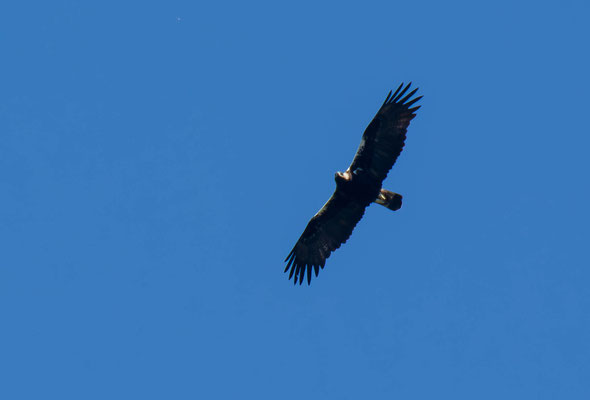 Águila imperial ibérica (Aquila adalberti), finalmente conseguimos ver una en Monfragüe