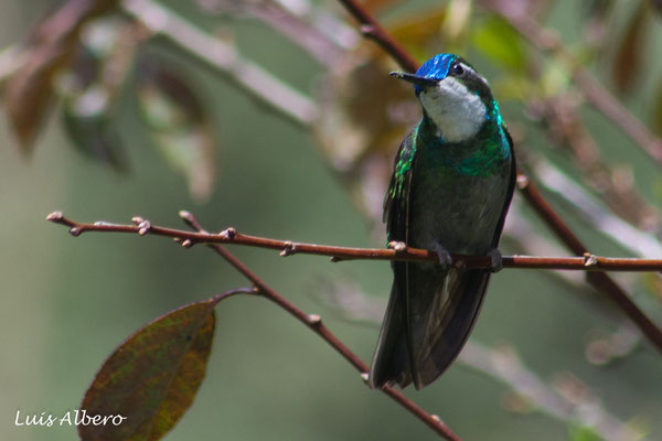 White-throated mountain gem (Lampornis castaneoventris)