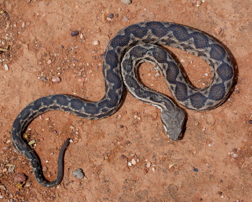 Moorish viper (Daboia mauritanica), pattern shot