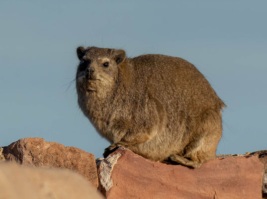 Rock hyrax (Procavia capensis)