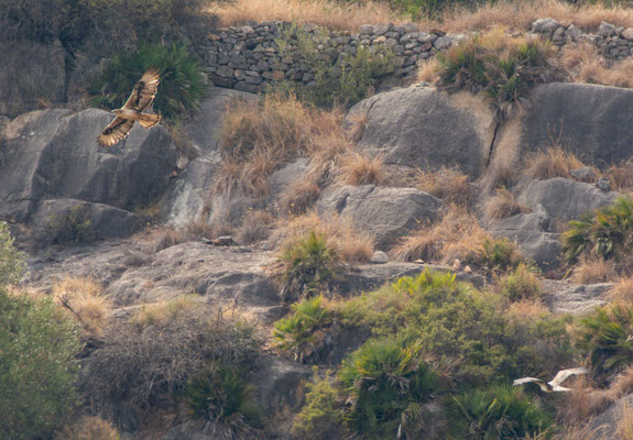 Águilas perdiceras (Aquila fasciata), pareja