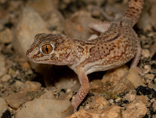 Common Giant Ground Gecko (Chondrodactylus angulifer)