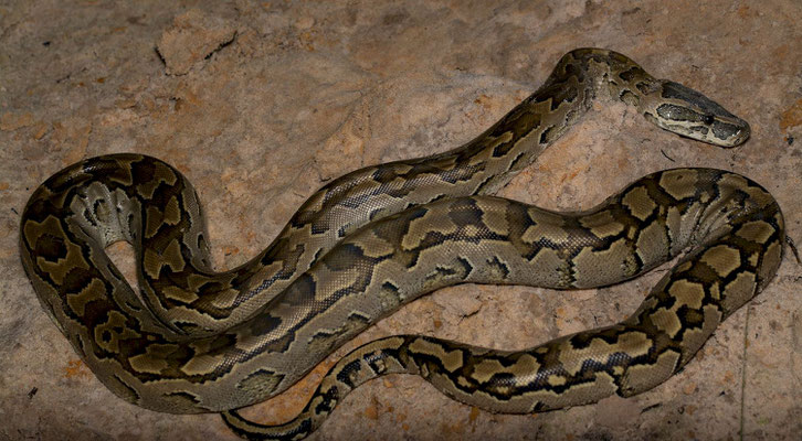 African rock python (Python sebae), seconds before getting crazy