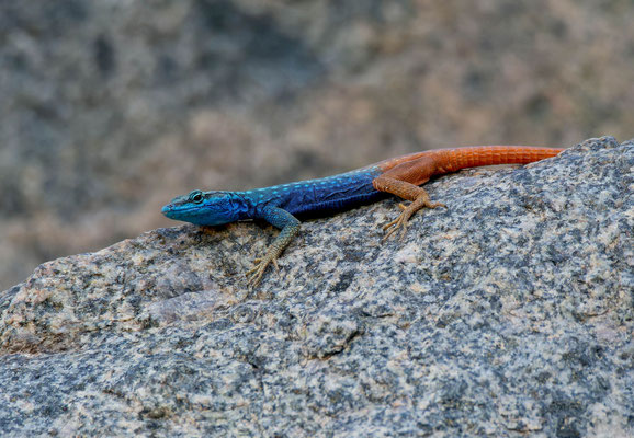 Attenborough's flat lizard (Platysaurus attenboroughi)