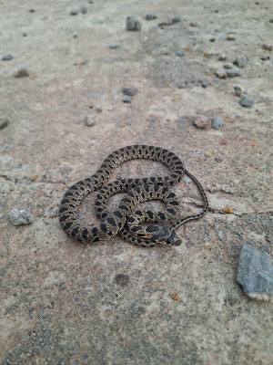 Culebra de herradura (Hemorrhois hippocrepis), joven