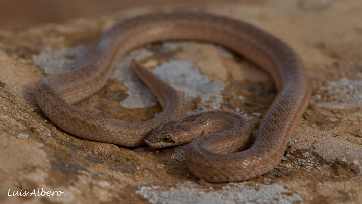 False smooth snake (Macroprotodon brevis)