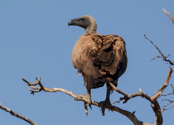 White-backed vulture (Gyps africanus)