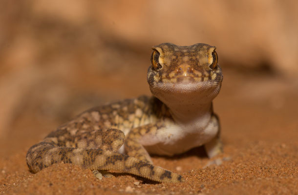 Elegant gecko (Stenodactylus mauritanicus)