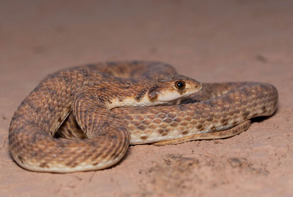 False cobra (Rhagheris moilensis)