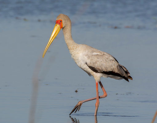 Yellow-billed stork (Mycteria ibis)