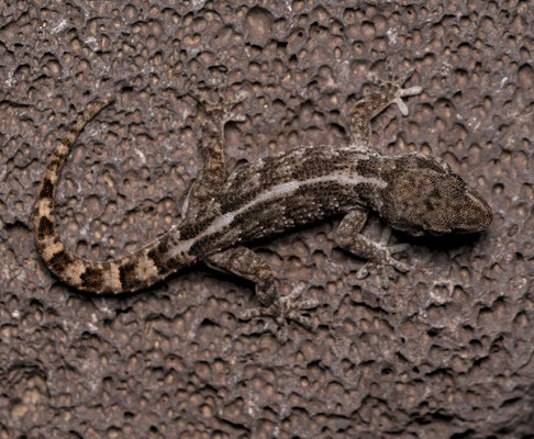 Boettger's wall gecko (Tarentola boettgeri), dorsal pattern