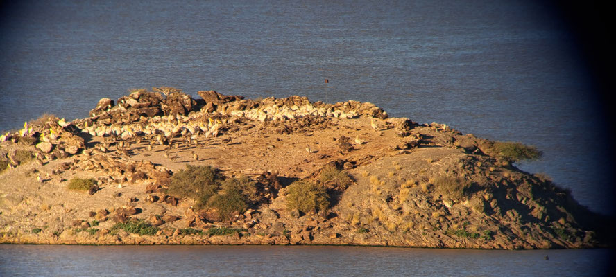 White pelican colony in an island on the Hardap reservoir (phonescoping)