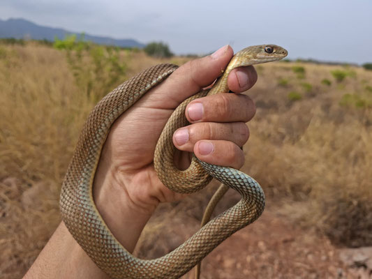 Culebra bastarda (Malpolon monspessulanus), macho joven