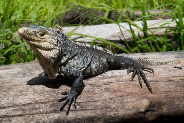 Black spiny tailed iguana (Ctenosaura similis), male