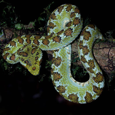 Blotched Palm-Pitviper (Bothriechis supraciliaris)