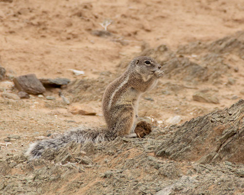 Damara Ground Squirrell (Geosciurus princeps)
