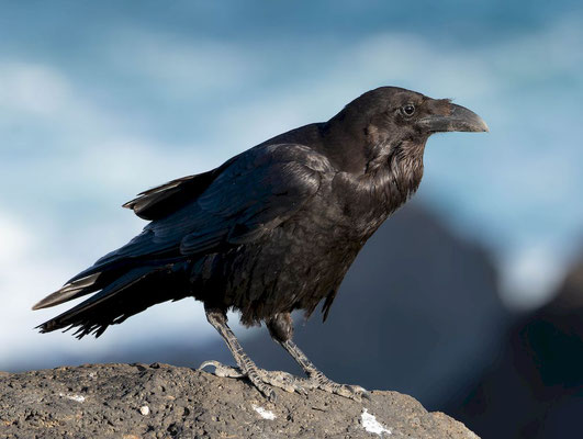 Canary Islands raven (Corvus corax canariensis), also not very shy