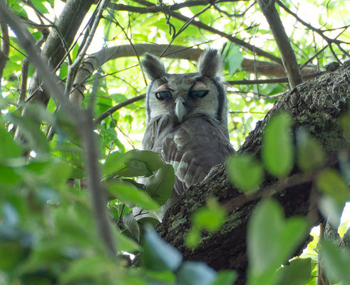 Verreaux's eagle owl (Bubo lacteus)