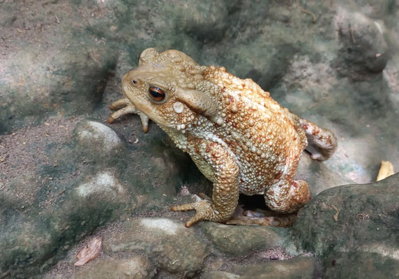 Common toad (Bufo bufo), in situ