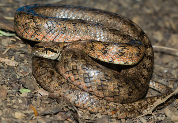 Big southern smooth snake (Coronella girondica)