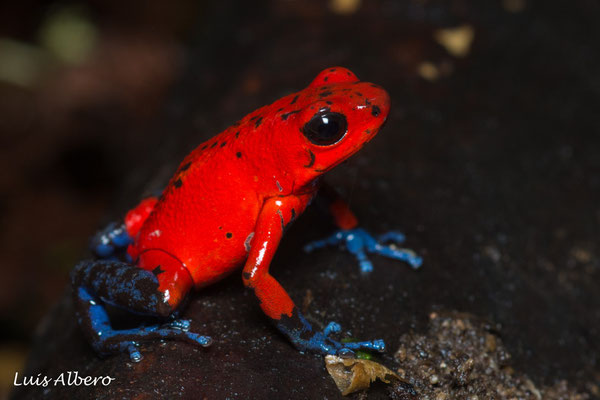 Strawberry poison frog (Oophaga pumilio), inland morph