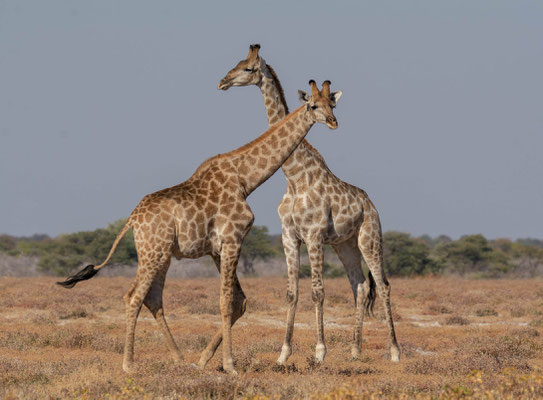 Giraffe (Giraffa cameleopardis) pair