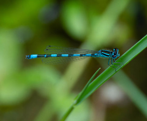 Coenagrion mercuriale