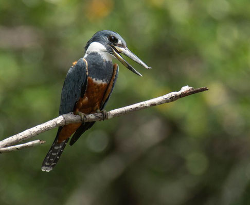 Ringed Kingfisher (Megaceryle torquata)