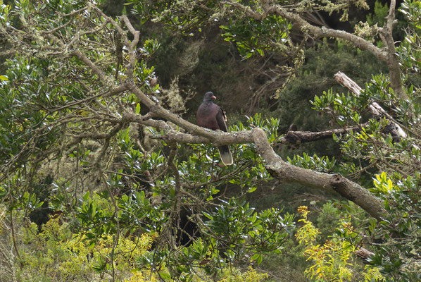 White-Tailed laurel pigeon (Columba junionae)