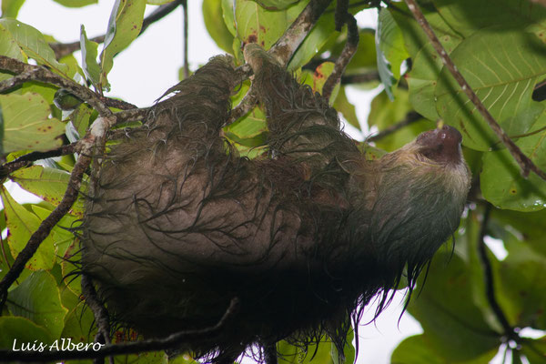 Two-toed sloth (Choloepus hoffmanni)